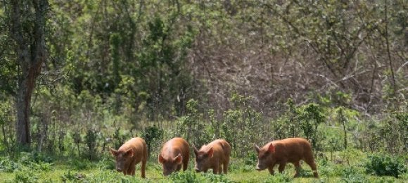 Can ‘rewilding lite’ help us restore the biodiversity of agricultural ...