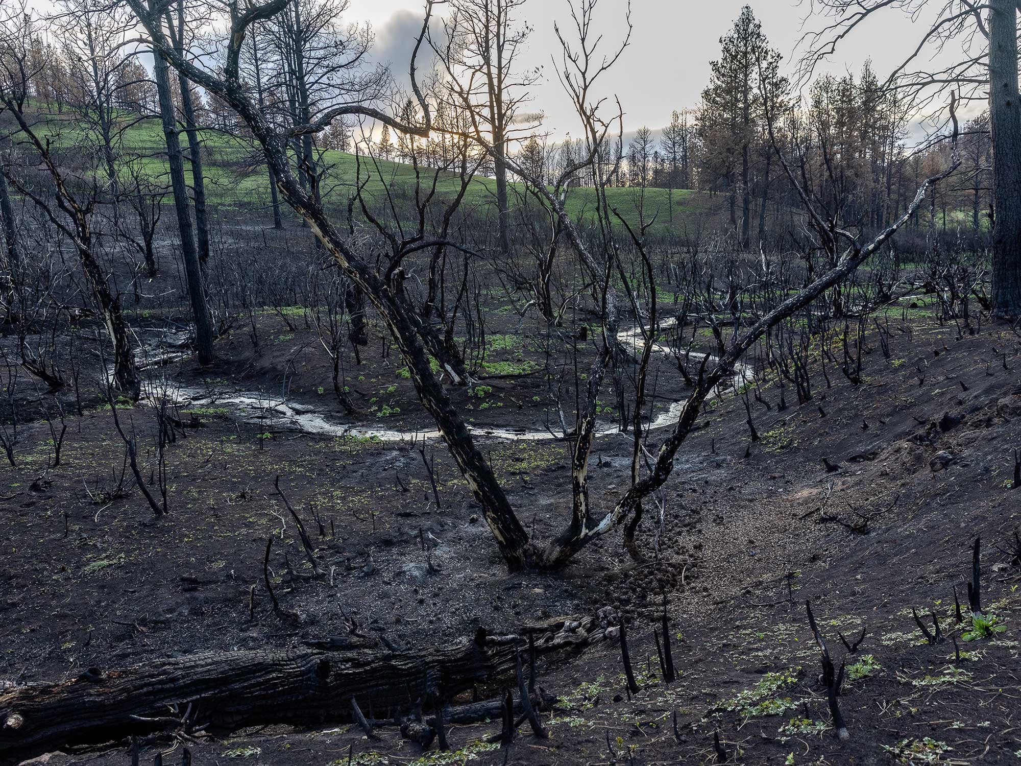 Powder River Fire Montana’s devastating wildfires are starting underground The world’s ...