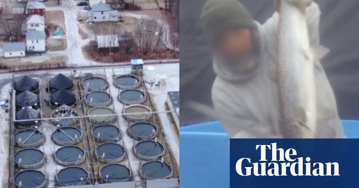 Salmon farm faces new cruelty claims as Trump seeks to supersize fish farming - BOCVIP